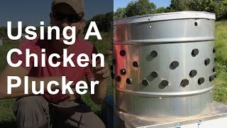 Using a Chicken Plucker [upl. by Eicam214]