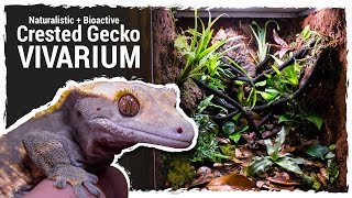 Naturalistic  Bioactive Crested Gecko Vivarium Housing Henry 20 [upl. by Shelia]