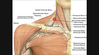 Arterial Supply And Venous Drainage of Heart [upl. by Adialeda]