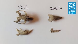 How to dissect an owl pellet [upl. by Aneehsirk]