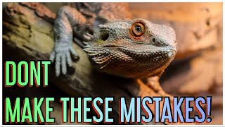 How To Set Up A Bioactive Bearded Dragon Enclosure Common Bioactive Mistakes [upl. by Sacksen]