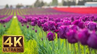 4K  Tulip Flowers  2 Hours Relaxation Video  Skagit Valley Tulip Festival in WA State  Episode 1 [upl. by Clemente]