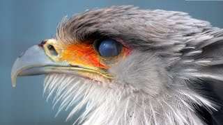 Secretary Bird  Birds histrology [upl. by Enetsirk132]