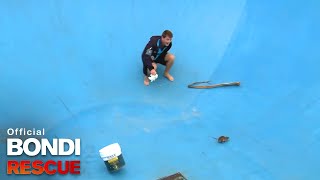 The Rat Rescue  Bondi Rescue S8 E7 [upl. by Trefor926]