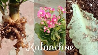 How To Propagate Kalanchoe From Leaf And Cuttings [upl. by Brabazon]