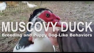 Muscovy Duck Breeding Behaviors [upl. by Enneiviv]