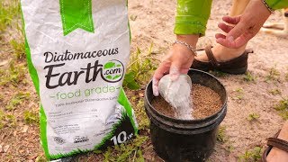 Deworming Your Homestead with DE diatomaceous earth [upl. by Hewart]