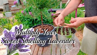 How to grow LAVENDER Cuttings [upl. by Fox666]