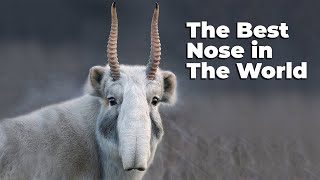 SAIGA ANTELOPE ─ Best Nose in The World [upl. by Grove306]