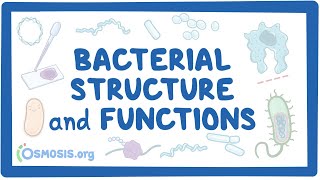 Bacterial Structure and Functions [upl. by Artiek]