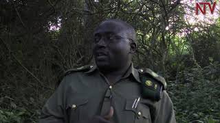 SAFARI IN UGANDA Tracking the Katonga Wildlife Reserves Sitatunga Antelope [upl. by Euqirat78]