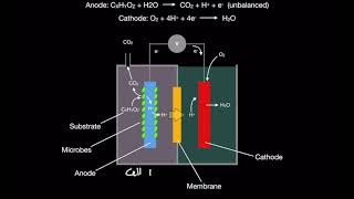 Microbial Fuel Cells Introduction MFCs pt 1 [upl. by Modesta]