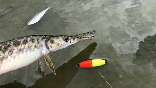 How To Catch Gar [upl. by Nyrad463]