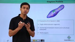 Class 11th – Kingdom Protista – Introduction  Biological Classification  Tutorials Point [upl. by Iggem930]