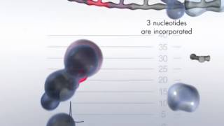 The Pyrosequencing Reaction Cascade System [upl. by Hannej]