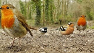 Videos y Película Para Gatos  Canto de Aves [upl. by Aissatan]