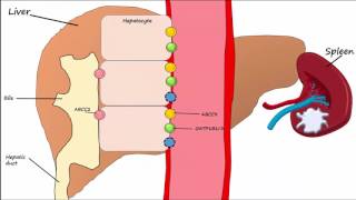 Hemoglobin BreakdownMetabolism [upl. by Ahseyn876]