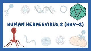 Human herpesvirus 8  Kaposi sarcoma  4 [upl. by Dwan553]