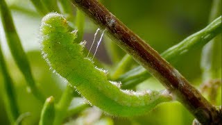 Caterpillar Cocoon Timelapse  BBC Earth [upl. by Deibel]