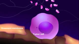 Introduction to Cancer Biology Part 3 Tissue Invasion and Metastasis [upl. by Nitsugua738]