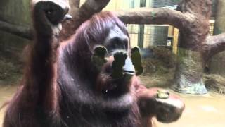 Hilarious Monkey Eats His Own Poop [upl. by Lorilee]