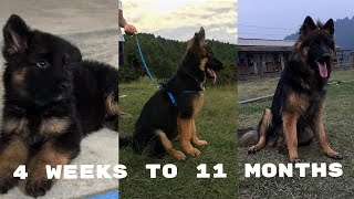 German Shepherd Puppy Growing up from 30 Days to 11 Months  Long Coat GSD Puppy Transformation [upl. by Kirrad995]