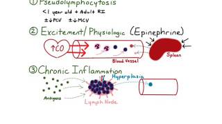 Lymphocytosis [upl. by Inej]