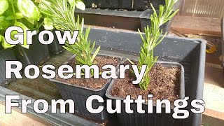 How To Grow Rosemary From Cuttings Two Ways BOTH Easy [upl. by Georgette]