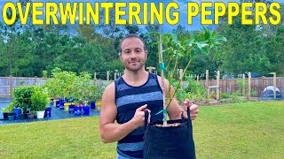 Overwintering Pepper Plants How To Dig Pot Fertilize And Prune Them [upl. by Manup395]