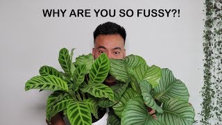 How To Care For Calathea  Houseplant Care Tips [upl. by Eulaliah]