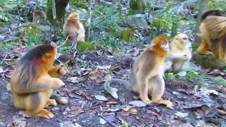 GOLDEN SNUB NOSED MONKEY  GOLDEN MONKEY [upl. by Gass727]