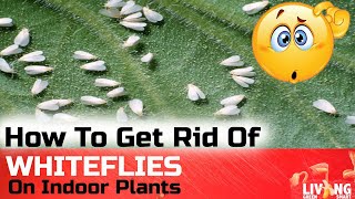 How to get rid of WHITE FLIES on Indoor Plants  Quick Fix [upl. by Otreblig576]