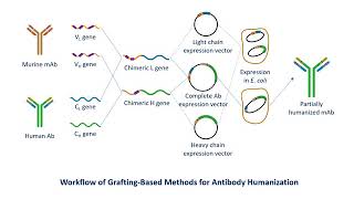 Antibody Humanization Service  Creative Biolabs Updated Version [upl. by Kostival136]