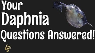 Daphnia Questions Answered [upl. by Barvick]