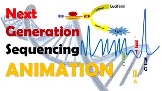 Next Generation Sequencing  NGS  Animation [upl. by Avril]