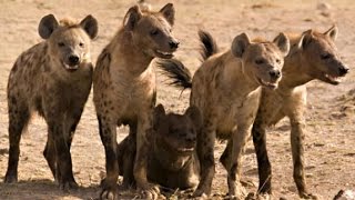 Documentary Hyena Facts  National Geographic [upl. by Haidedej864]