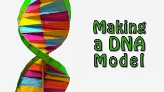 Making a DNA Model [upl. by Eimaj389]