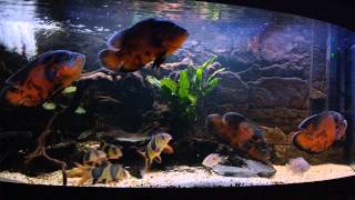 astronotus ocellatus peru oscar fishclown loaches Cichlasoma cyanoguttatum HD Ep9 [upl. by Andert]