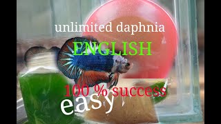 daphnia moina culture Easy way Unlimited production English  with sub Green water Chlorella [upl. by Guzel]