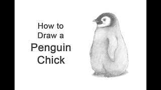 How to draw a Penguin Chick [upl. by Lad]