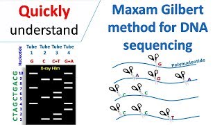 Maxam Gilbert sequencing [upl. by Tolley284]