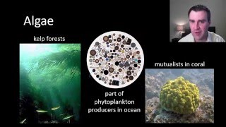 Introduction to protists [upl. by Blanchette628]