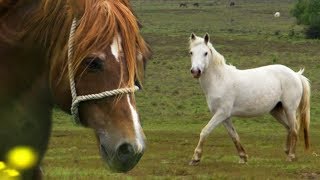 Stallion Reintroduced to Mares  BBC Earth Explore [upl. by Joost]