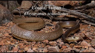 Coastal Taipan Oxyuranus scutellatus [upl. by Htessil852]