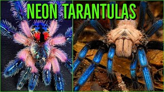 Top 10 COLORFUL Tarantulas  Beautiful Jewel Spiders [upl. by Bruni]