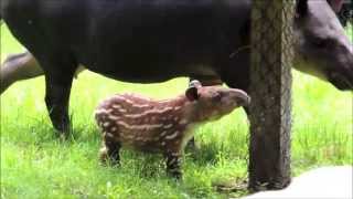 Bairds tapir calf at Franklin Park Zoo [upl. by Eileen]