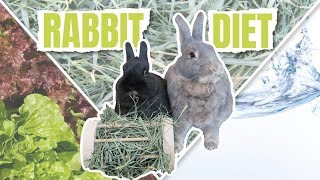 WHAT TO FEED A RABBIT  Rabbit Diet [upl. by Neelyaj]