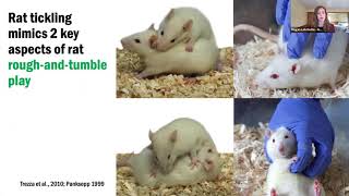 NC3Rs webinar Tickling rats for improved welfare [upl. by Eiroj139]