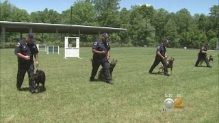 Inside The MTA’s K9 Training [upl. by Setarcos]