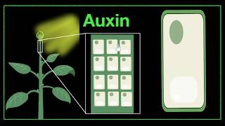 Major plant hormones amp how to remember  Control amp Coordination  Biology  Khan Academy [upl. by Remmus]